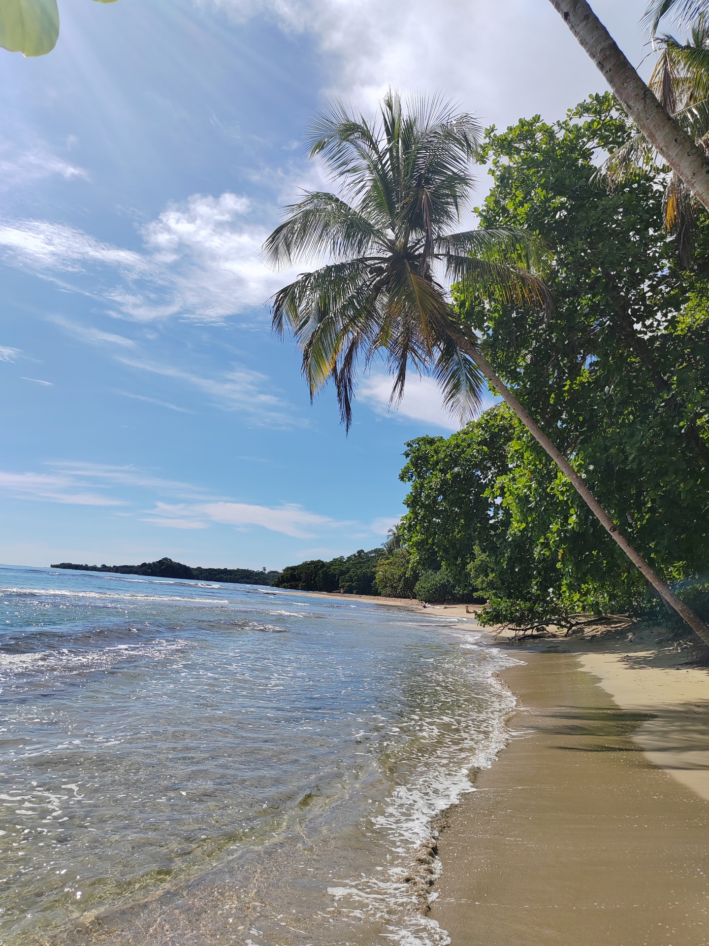 Leaning palm over the Caribbean shore