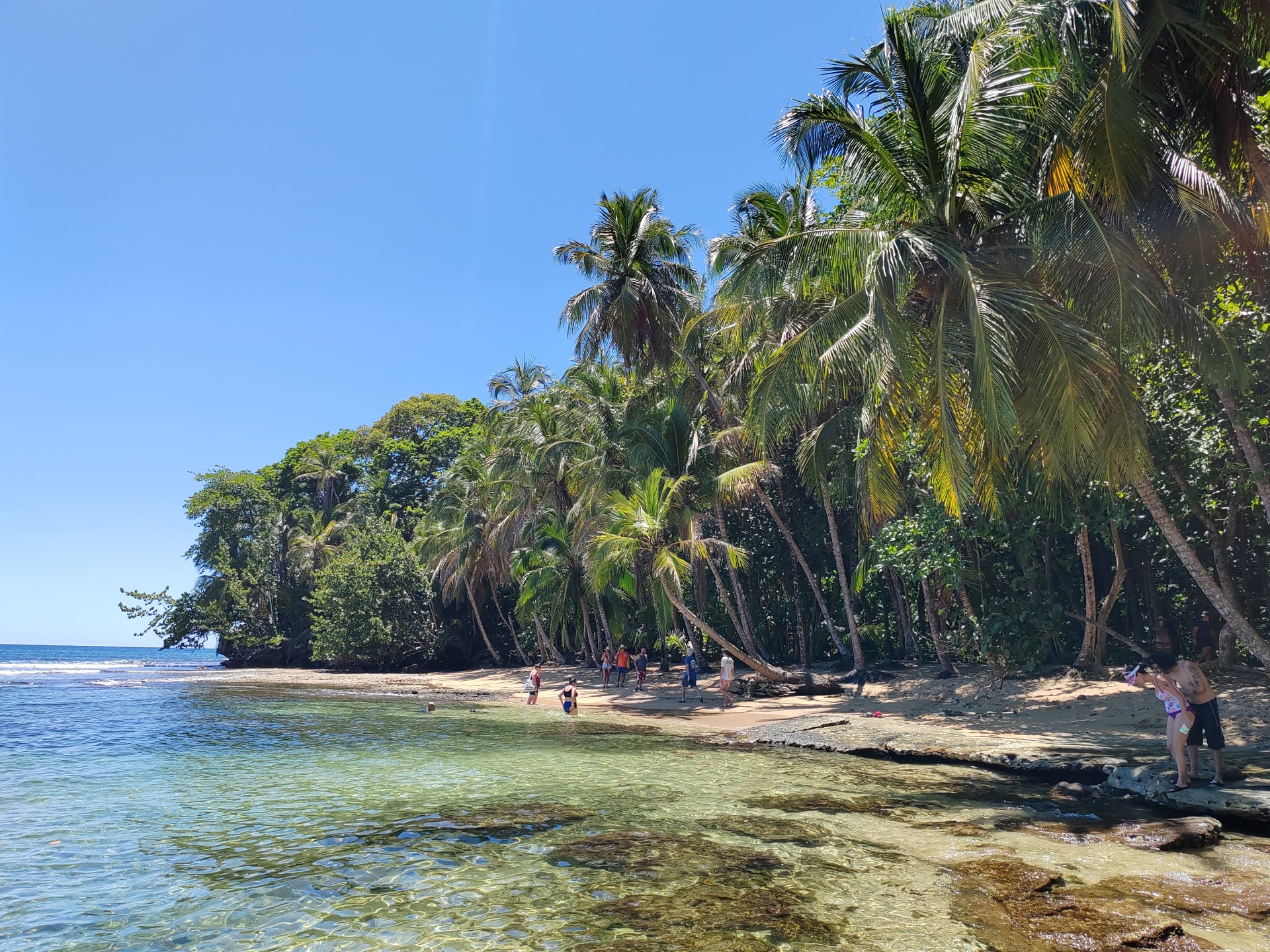 Palm-lined beach with snorkelers in a tide pool