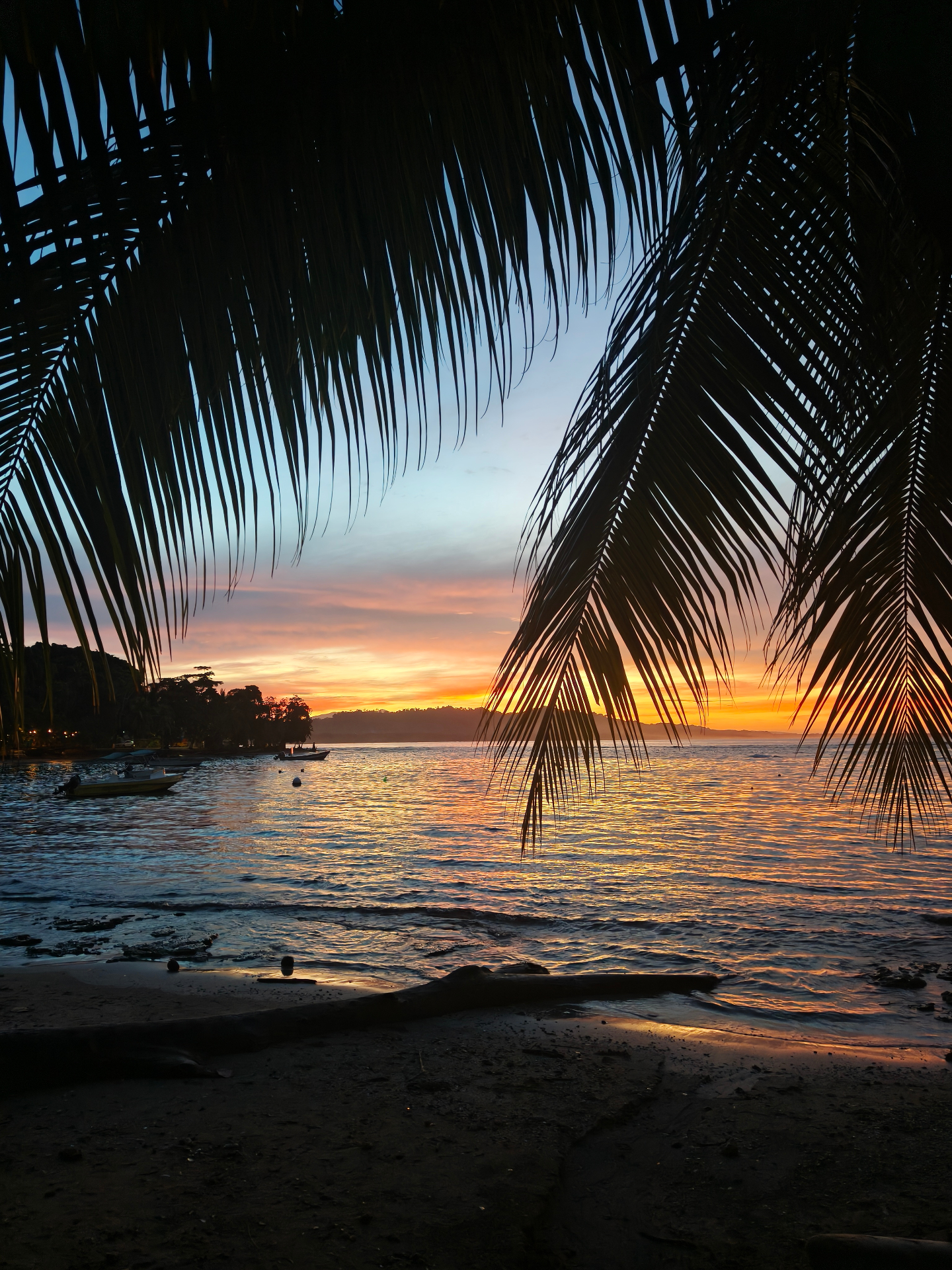 Sunset framed by palm fronds with boats on the bay