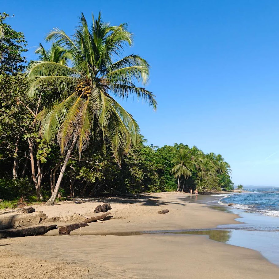 Tall palm leaning over the sand
