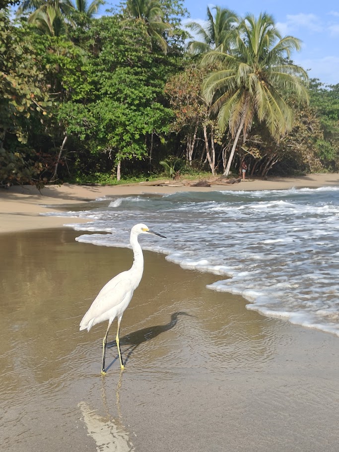 Snowy egret wading at the shore
