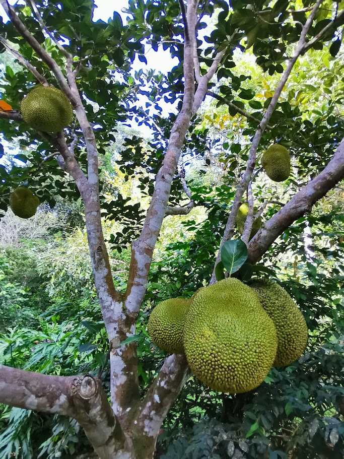 The Garden 5