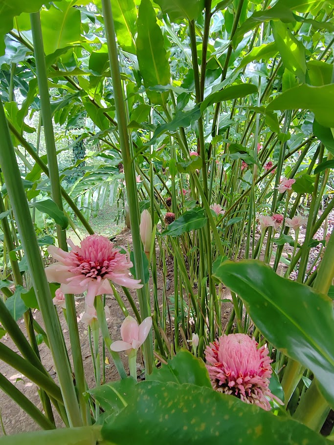 The Garden 7