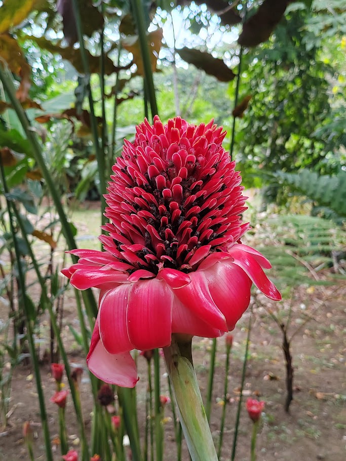 The Garden 9