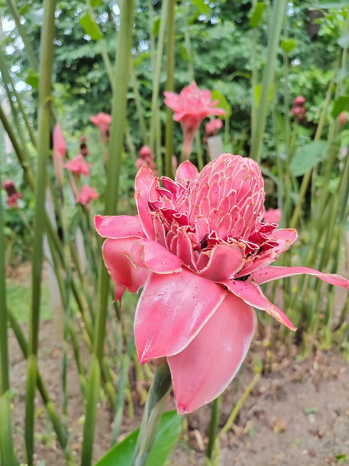 The Garden 10
