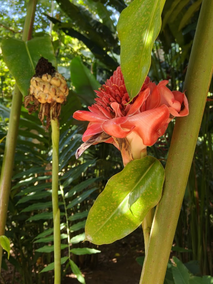 The Garden 11