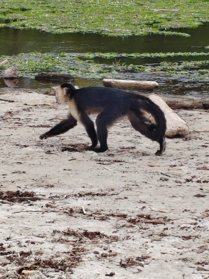 White-faced capuchin crossing the sand by the lagoon