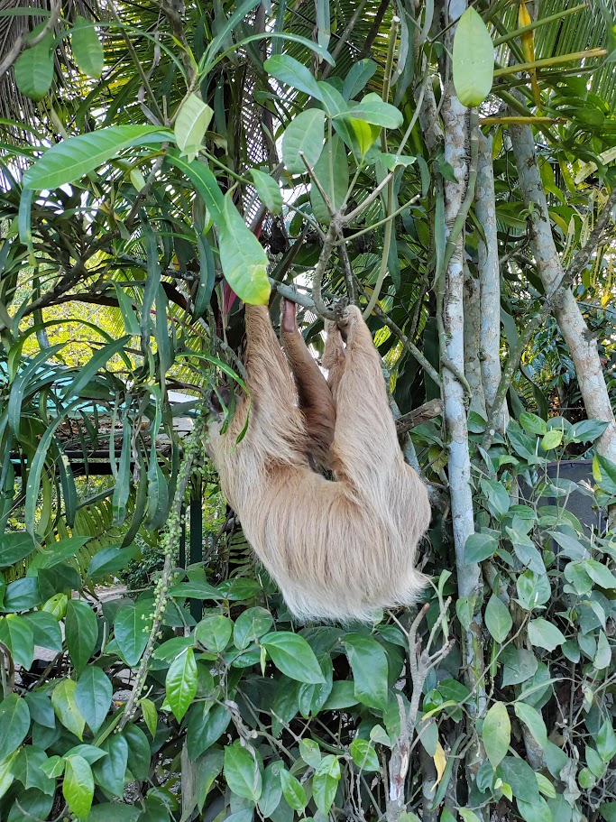 Two-toed sloth hanging from a branch