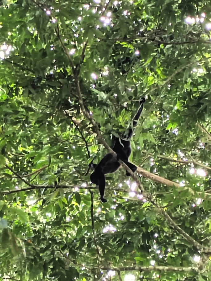 Spider monkey reaching through dappled leaves