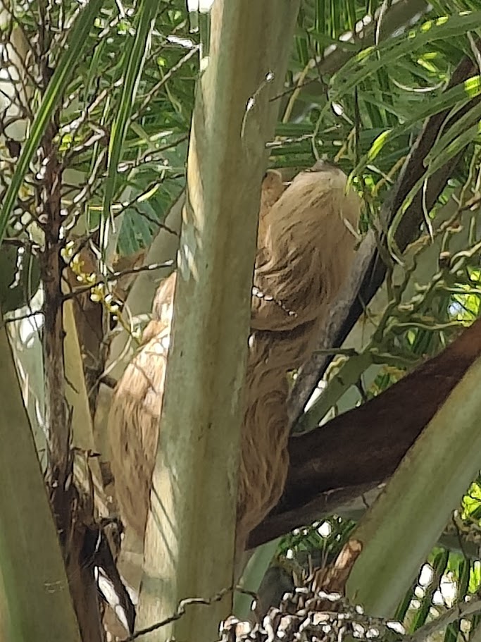 Sloth tucked into a palm trunk