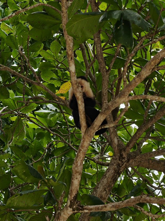Capuchin resting in the branches