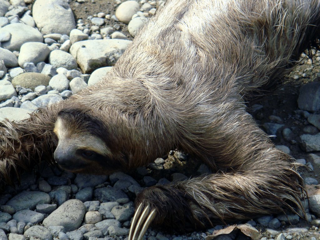 Three-toed sloth crossing the riverbed