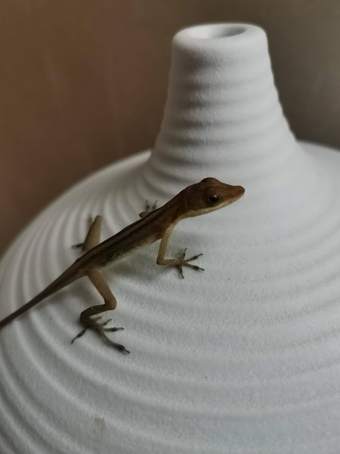 Anole lizard perched on a ceramic vase