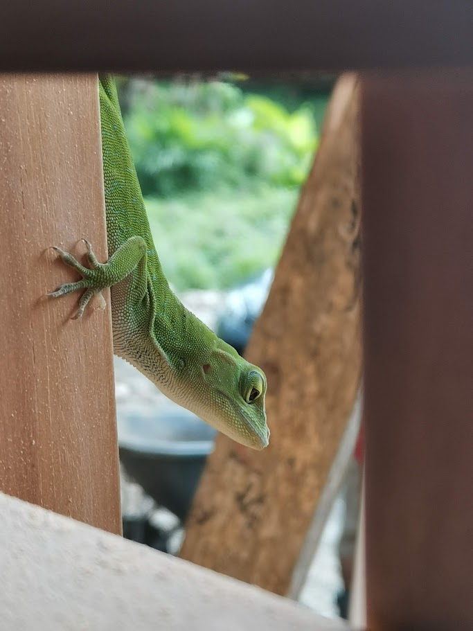 Green anole on a wooden beam