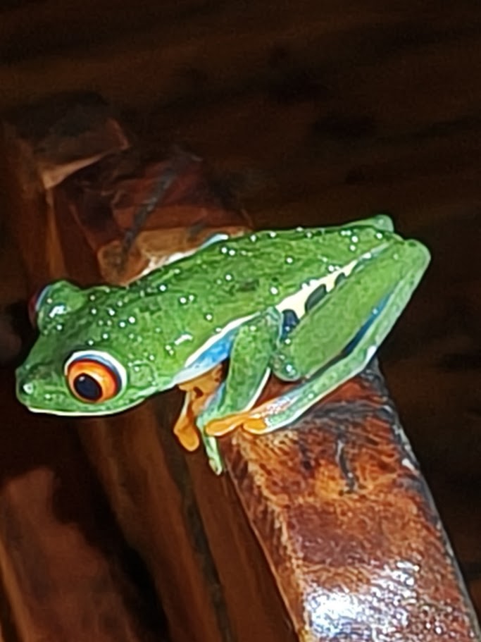 Red-eyed tree frog on a beam at night