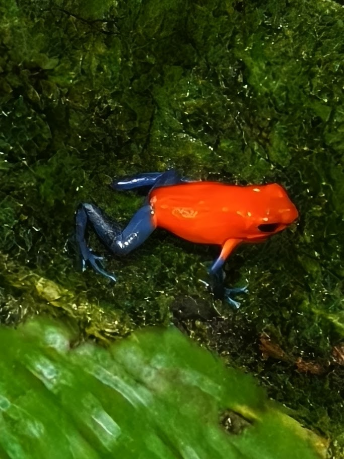 Strawberry poison dart frog on mossy rock