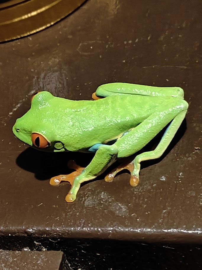 Red-eyed tree frog resting indoors