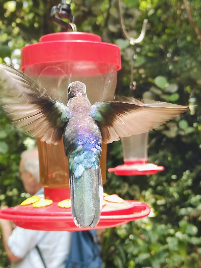 Hummingbird with wings spread at a feeder