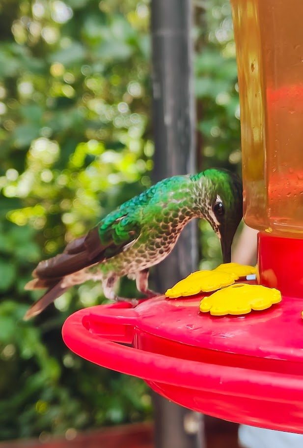 Green hummingbird sipping from a feeder