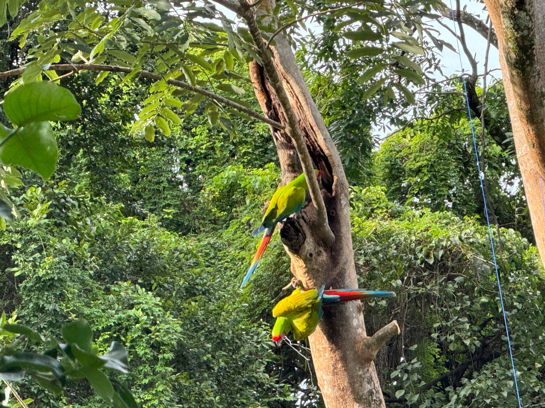 Great green macaws gathered on a tree trunk in the jungle
