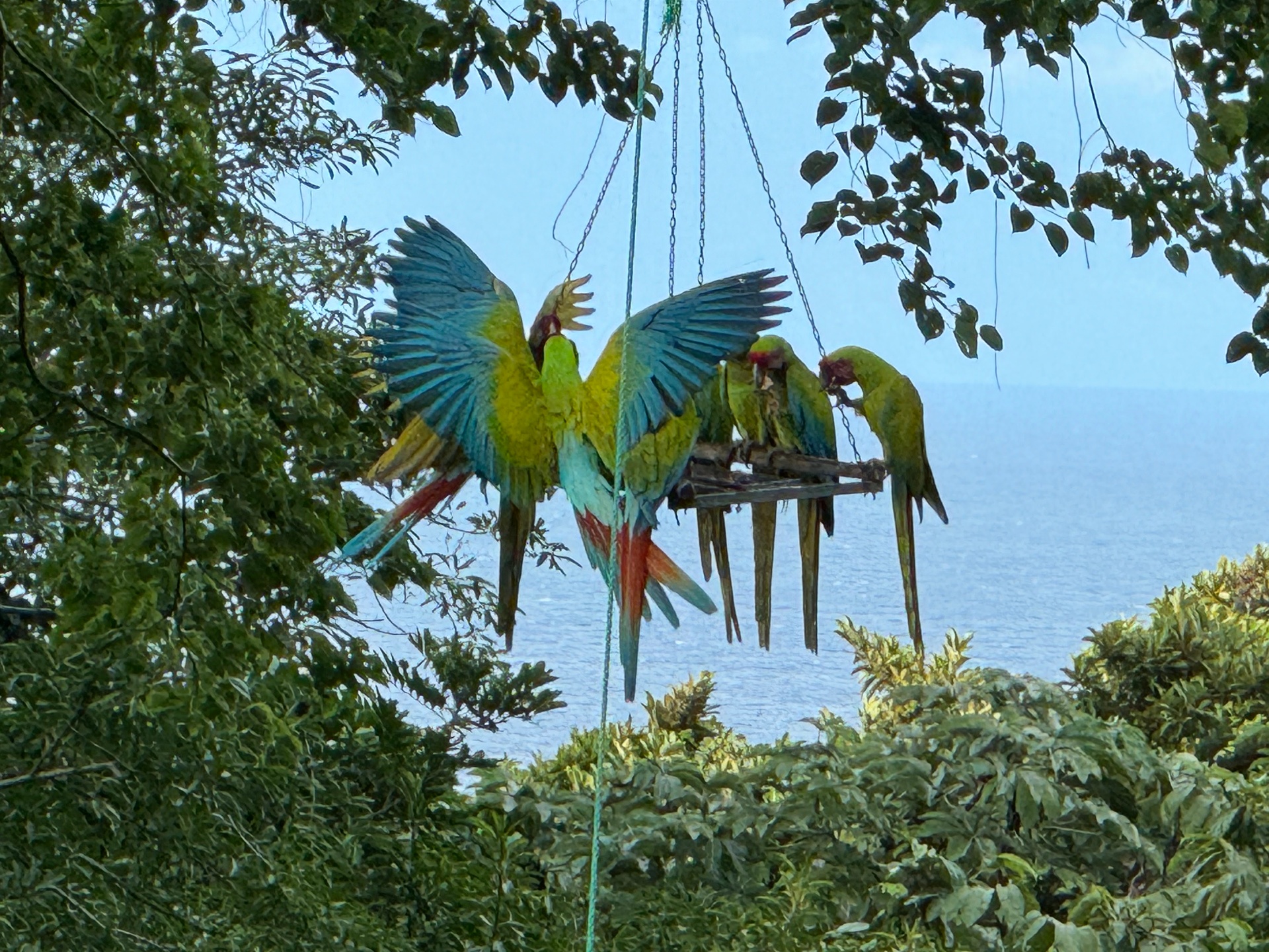 Great green macaws on a feeder with the Caribbean sea beyond