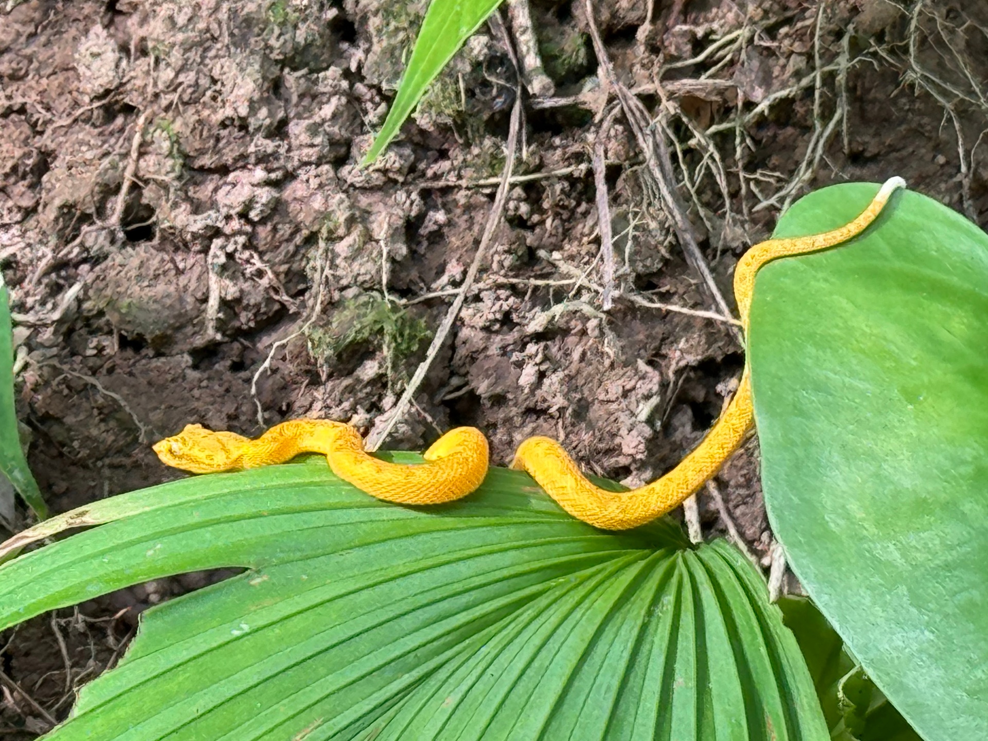 Eyelash viper coiled on a palm frond