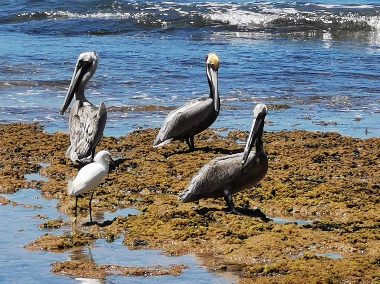 Pelicans and a snowy egret on the reef