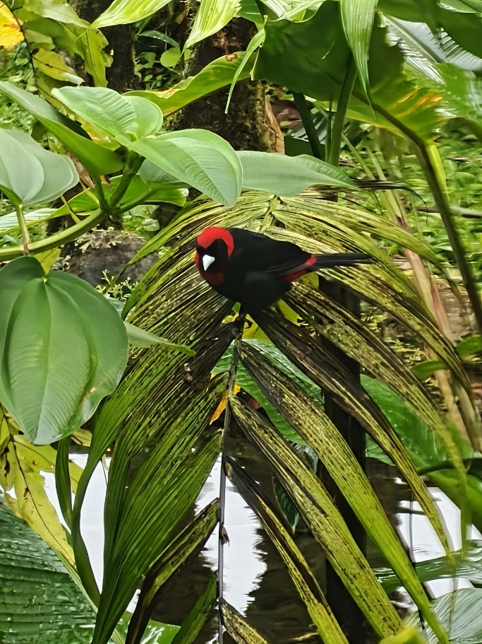Crimson-collared tanager among palm fronds