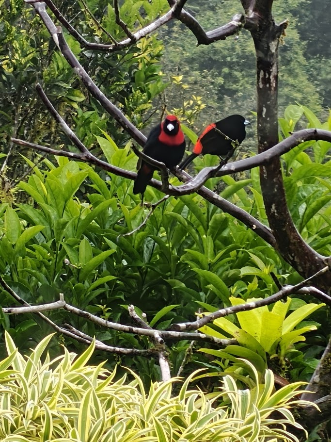 Passerini's tanagers perched on a branch
