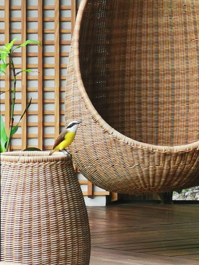 Great kiskadee on a woven rattan chair