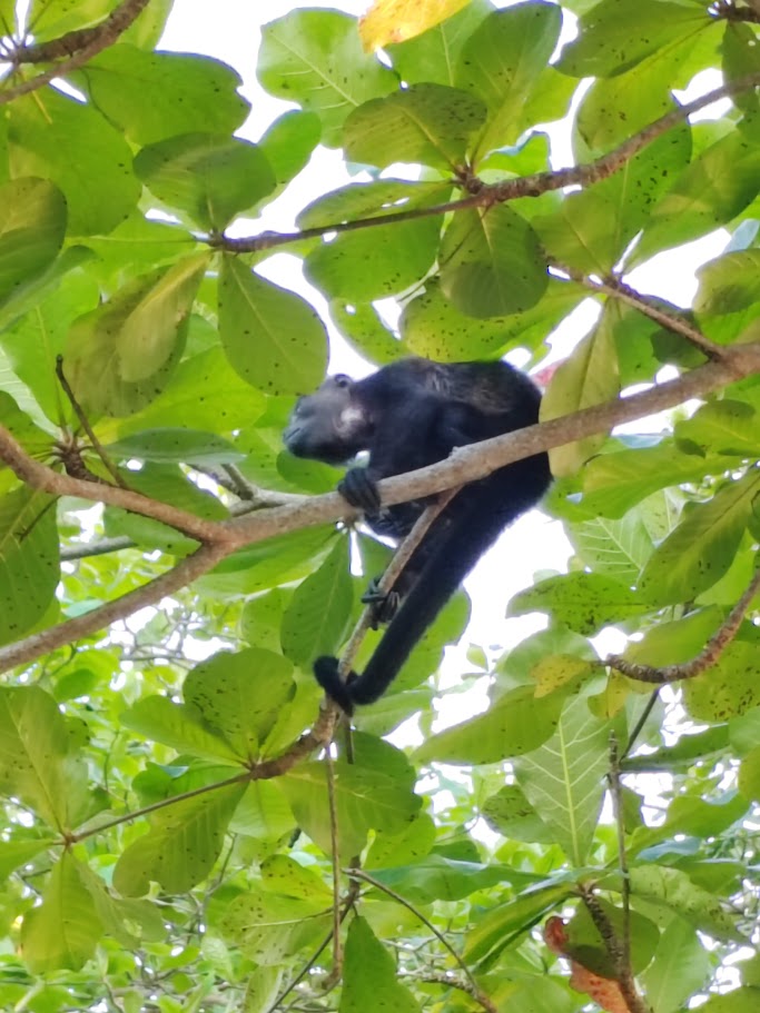 Howler monkey in the canopy
